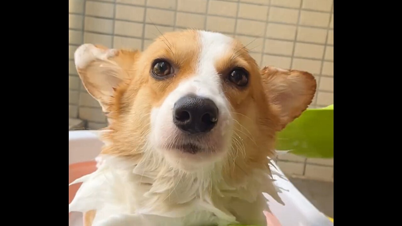 My corgi loves bathing