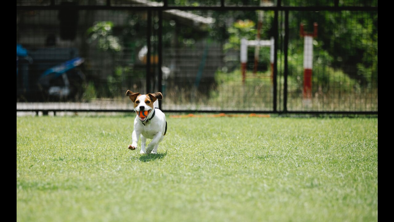 Cute little dog discovers freedom