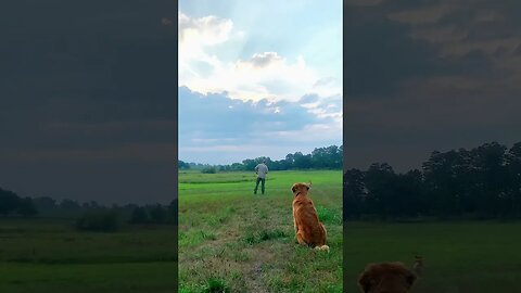 Golden Retriever Retrieving a Bumper #goldenretriever #birddog #hunting #duckhunting