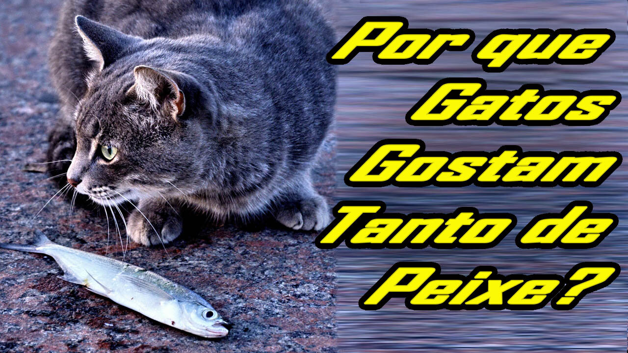 POR QUE OS GATOS GOSTAM TANTO DE PEIXE?