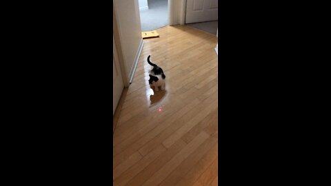 Cats funny reaction to laser pointer!