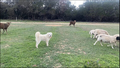 Hilariously Cute! Kung Fu the Lamb Chases Milo the Dog