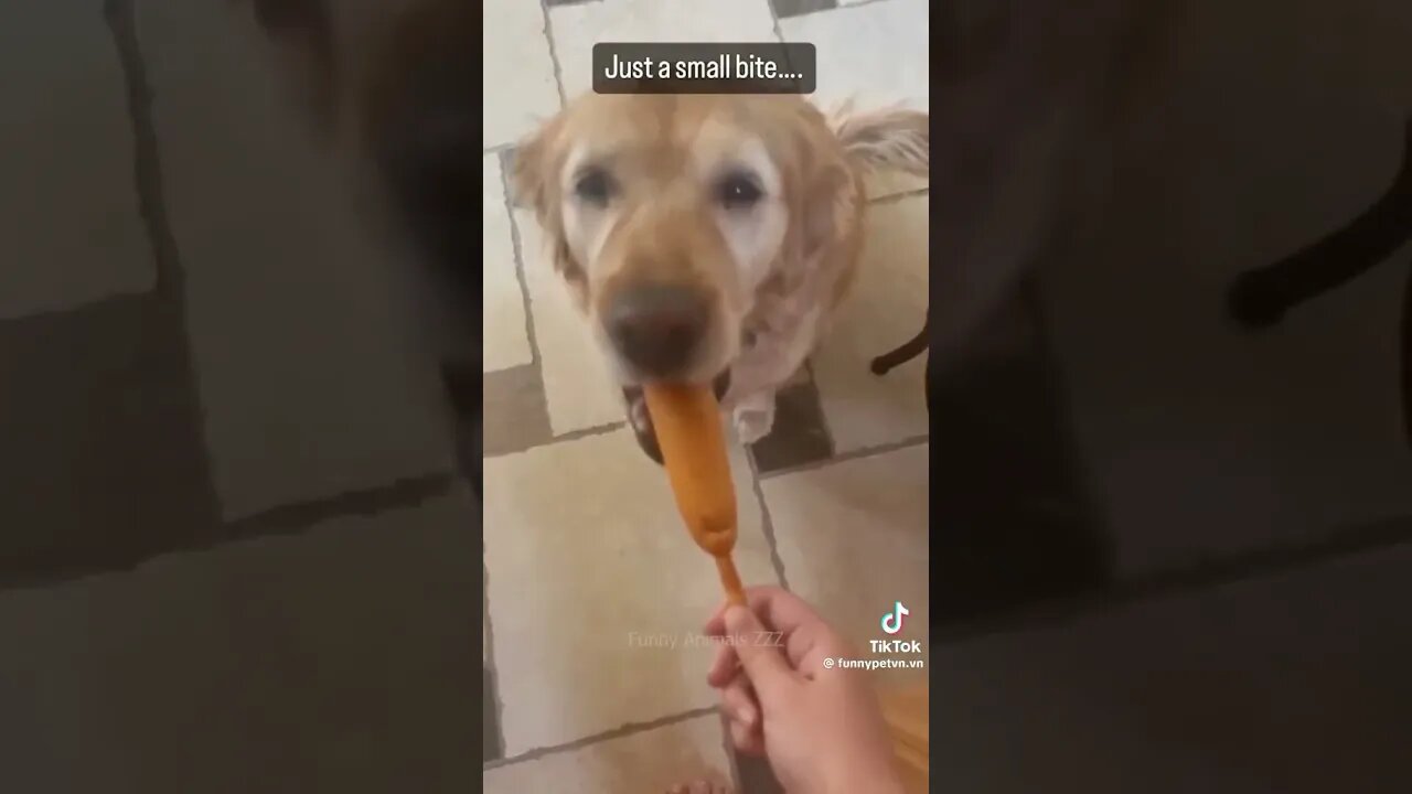 Dogs TRY NOT TO LAUGH 😂!!!!