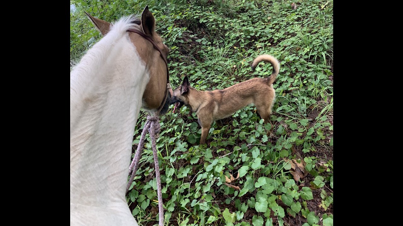 Young Malinois’s first time going riding with horse