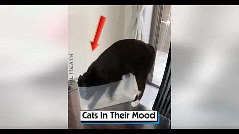 Cats In Their Mood