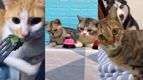 Cat Funny Videos #Short video #rumblevideo