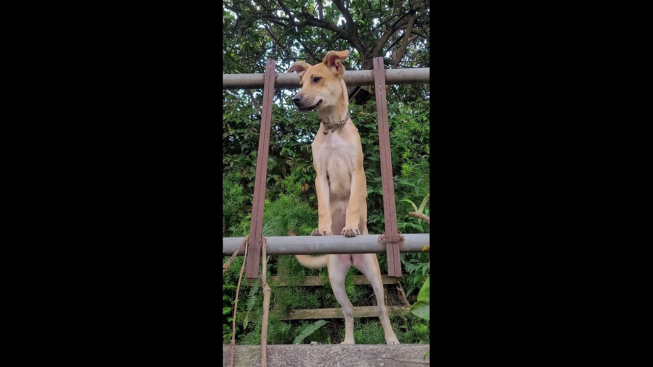 R.I.P Sebastiana aka Crazy Puppy 🐶