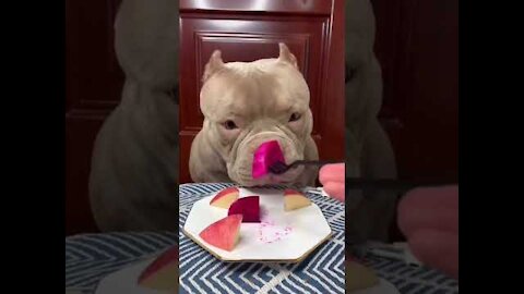 Funniest Dogs Videos 🐶 Best Funny Animal Videos #22