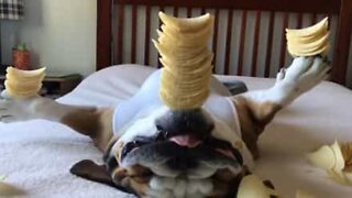 Denna chipsälskande bulldogg har världens bästa balans!