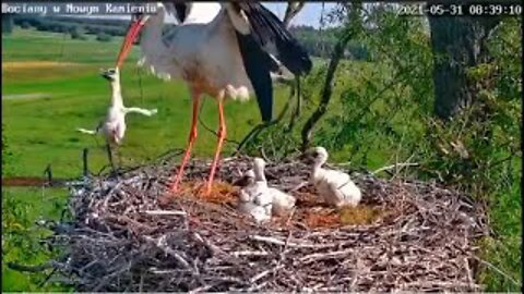 Ooievaar Wilsum | 3e jong (zelf) uit nest - 2022