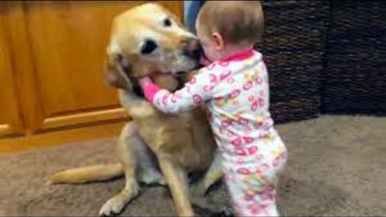 Adorable Cute Babies Playing with dogs and cats