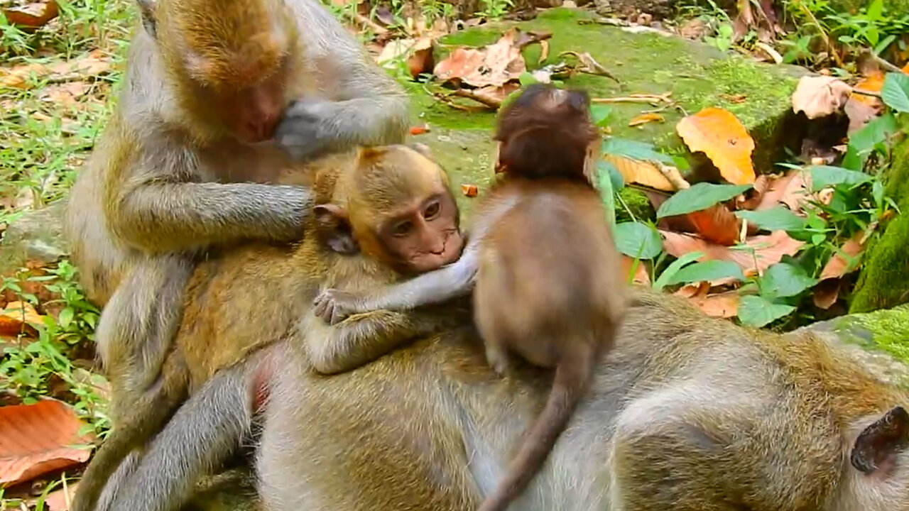 Good Monkey Family