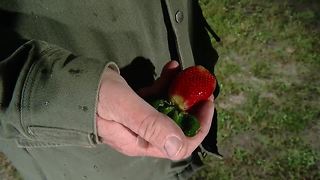 Freeze threatens Hernando County farms | Digital Short