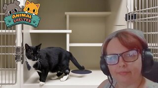 PREPARANDO OS GATOS PARA SEU NOVO LAR #01