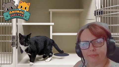 PREPARANDO OS GATOS PARA SEU NOVO LAR #01