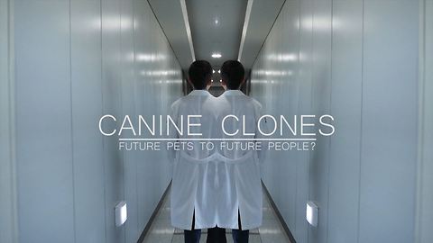 Canine Clones