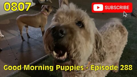 [0807] GOOD MORNING PUPPIES - EPISODE 288 [#dogs #doggos #doggies #puppies #dogdaycare]