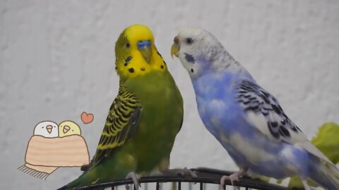 Watch 5 baby budgies growing day by day-1