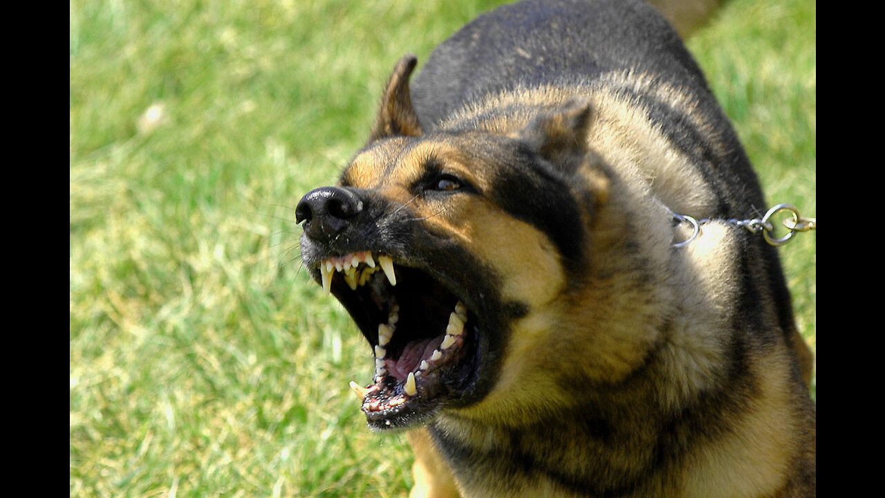 How To Make Dog Become Aggressive Instantly With Few Simple Tips