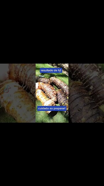 Momentos no Reino - resultado da colheita de inhame