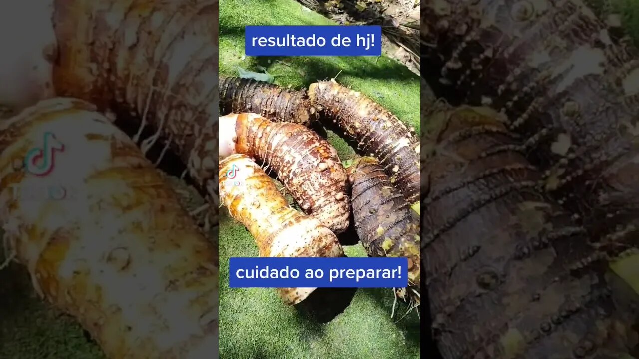 Momentos no Reino - resultado da colheita de inhame