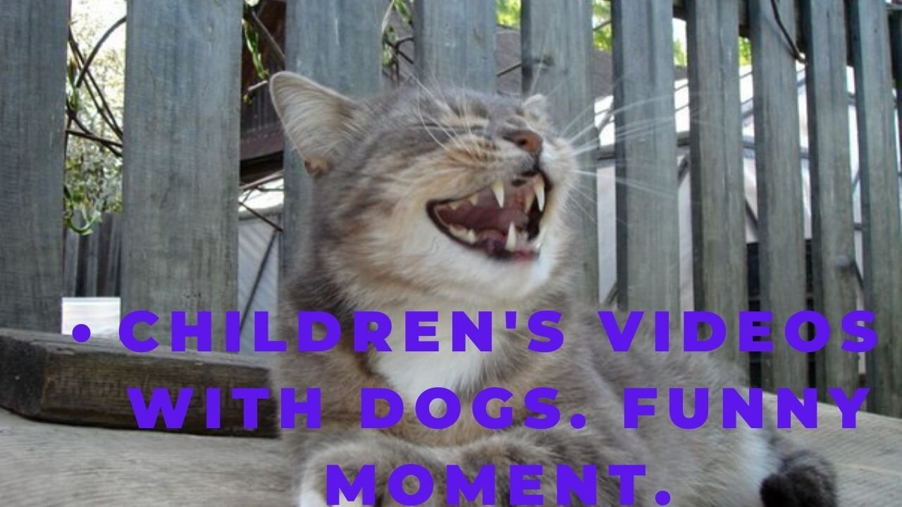 Children's videos with dogs. Funny moment.