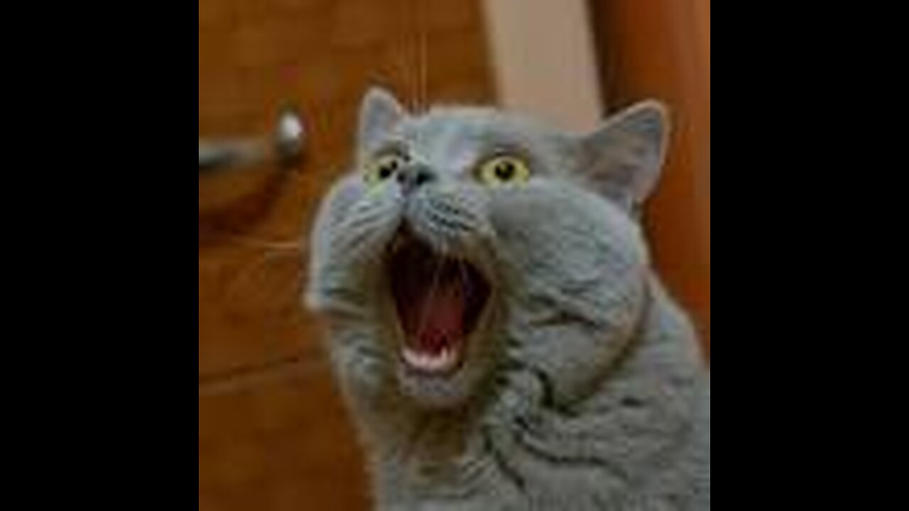 fun cats