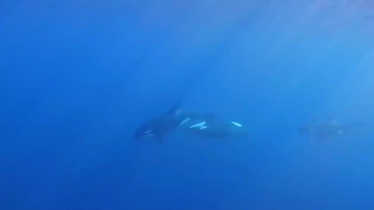 orca