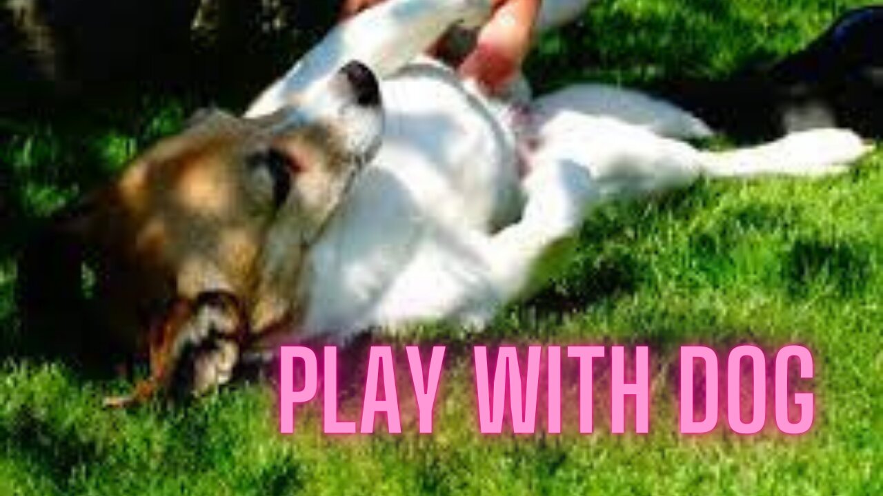 Doggy Play