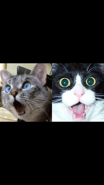 Cats react to a funny cat stabbing