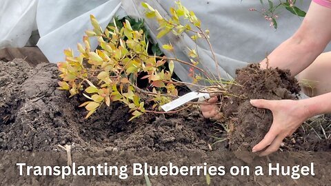 Blueberry Transplant onto a Hugel