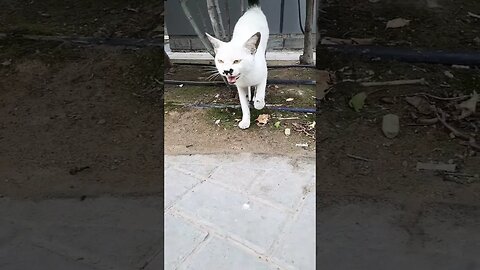 So cute #shorts #cat #viral #catlover #indian