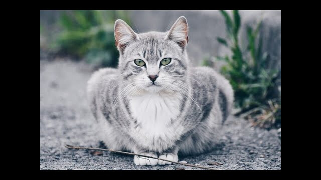 funny animal videos 2024||Funny cat and Dog