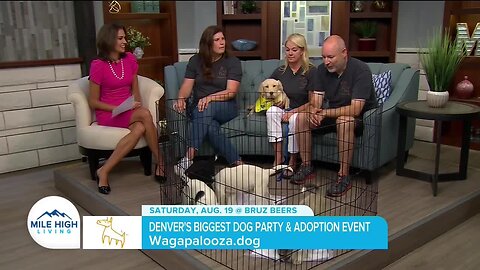 Denver's Biggest Dog Party // Wagapalooza