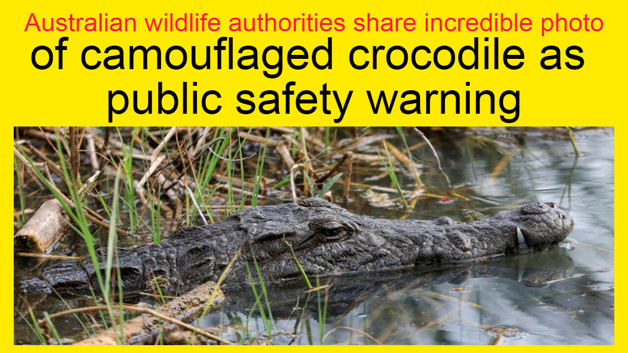 Australian wildlife authorities share incredible photo of camouflaged Crocodile