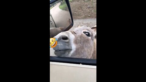 Donkey Tries to preach (Funny) #shorts