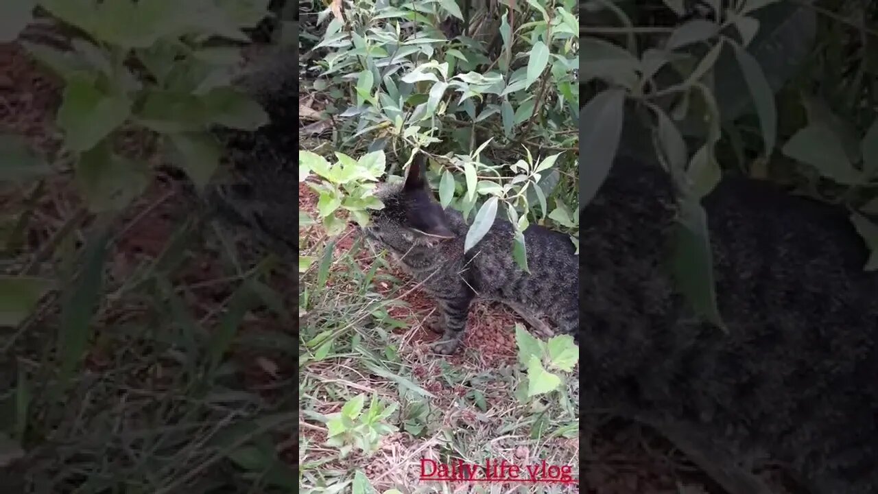 oh my god the cat likes to eat grass so cute