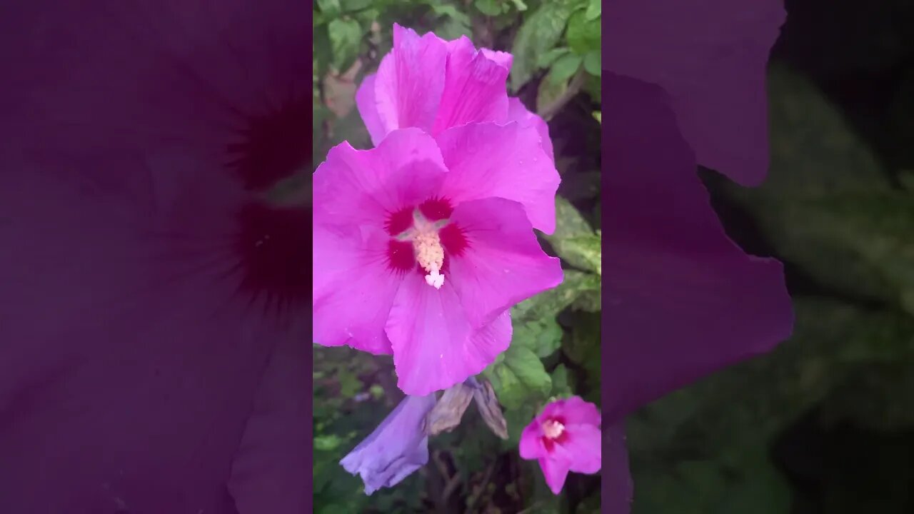 London flowers -what’s that name of this flower-beautiful