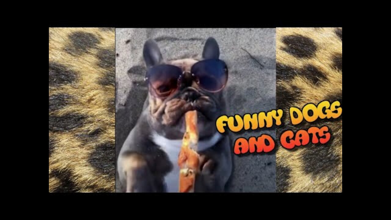 FUNNY 🐶 Dogs and 😻 Cats (Try Not to LAUGH 🤣) #2