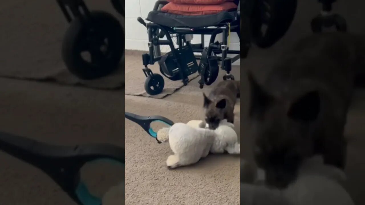 Puppy Dog Betty Girl Playing With Ted. #betty #shorts