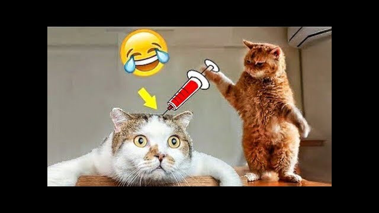 Funny cat short video