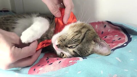 Sweet Cat Wears a Red Bow