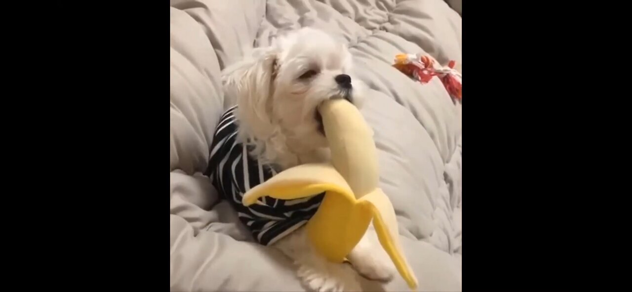 Cats and dogs funny actions
