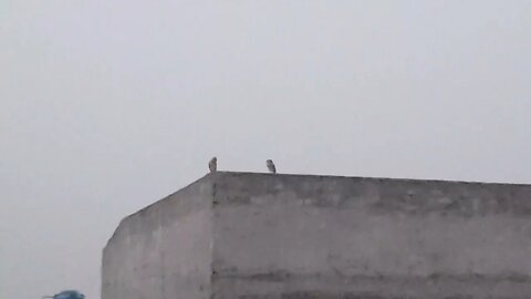 Owl family enjoying awesome weather of early morning #owl #morning #family #weather #awesome #birds