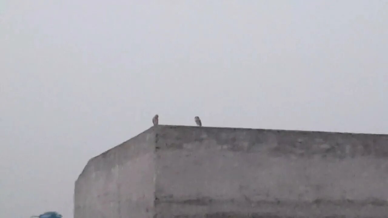 Owl family enjoying awesome weather of early morning #owl #morning #family #weather #awesome #birds