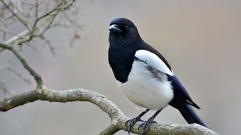 Most Intelligent Animals || Magpie || #birds | #magpies