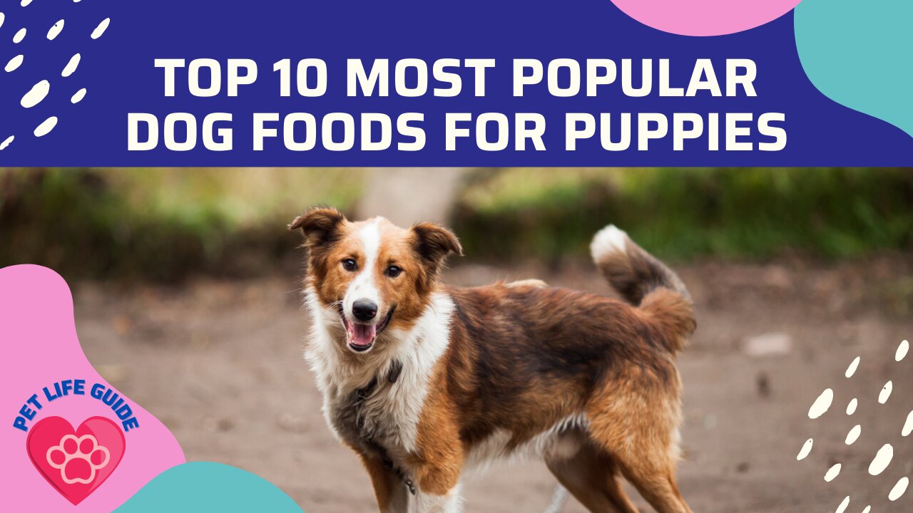 Top 10 Most Popular Dog Foods For Puppies