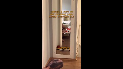 Fake Cardboard Dog In Mirror