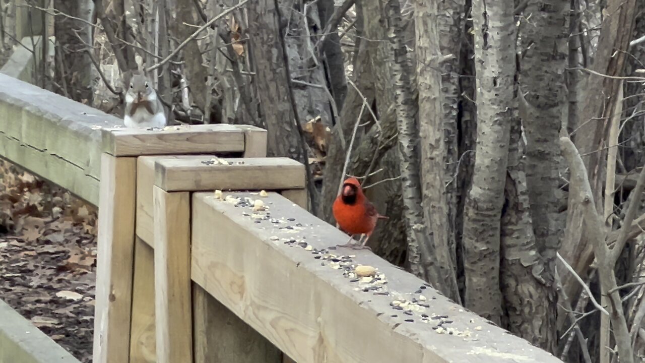 James gardens Toronto wildlife variety