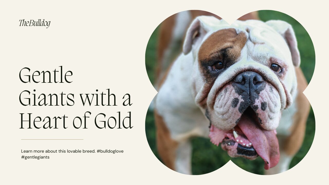 The Bulldog: Gentle Giants with a Heart of Gold